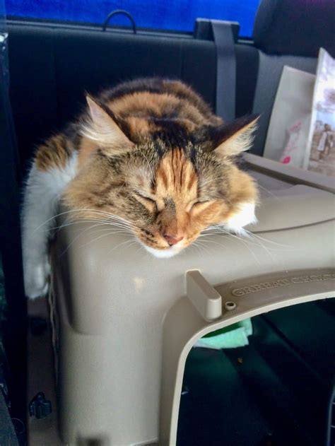 moving cats across country